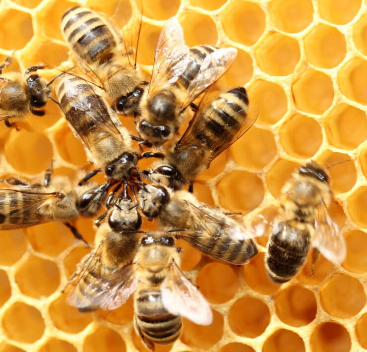 pszczoły produkty pszczele