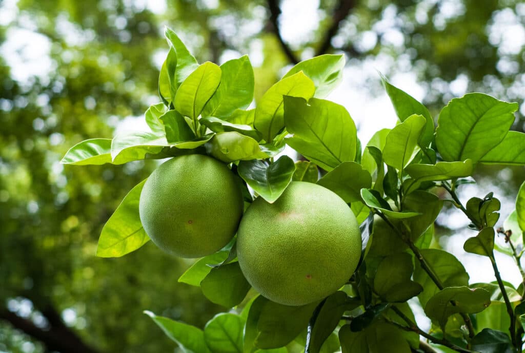 pomelo