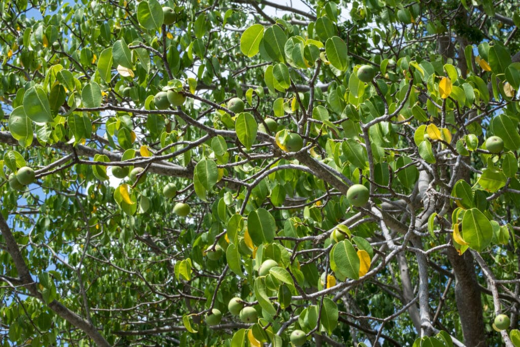 drzewo manchineel
