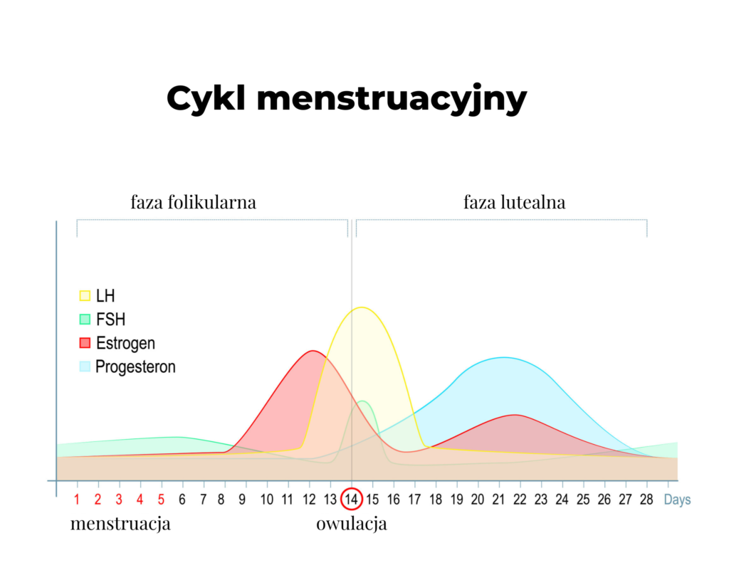Cykl-menstruacyjny