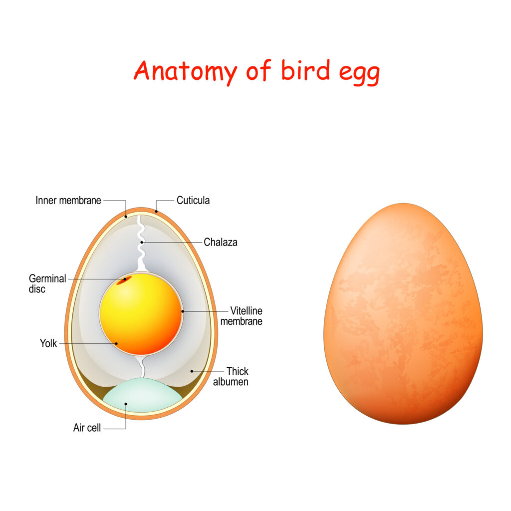 Anatomy of chicken egg. Shell, protein, yolk and their nutritional values