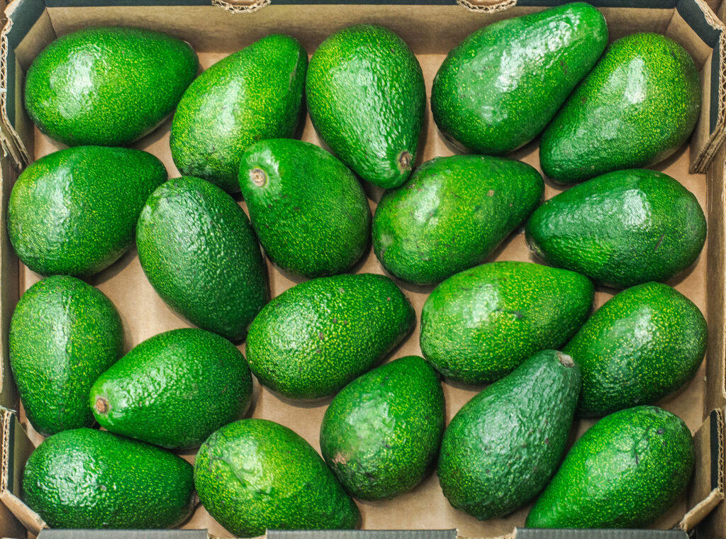 avocado storing