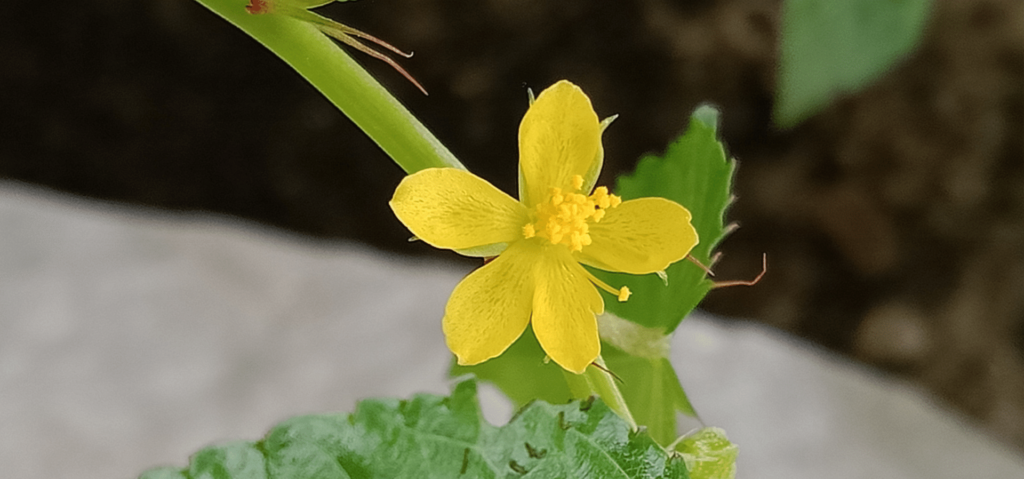 Corchorus olitorius