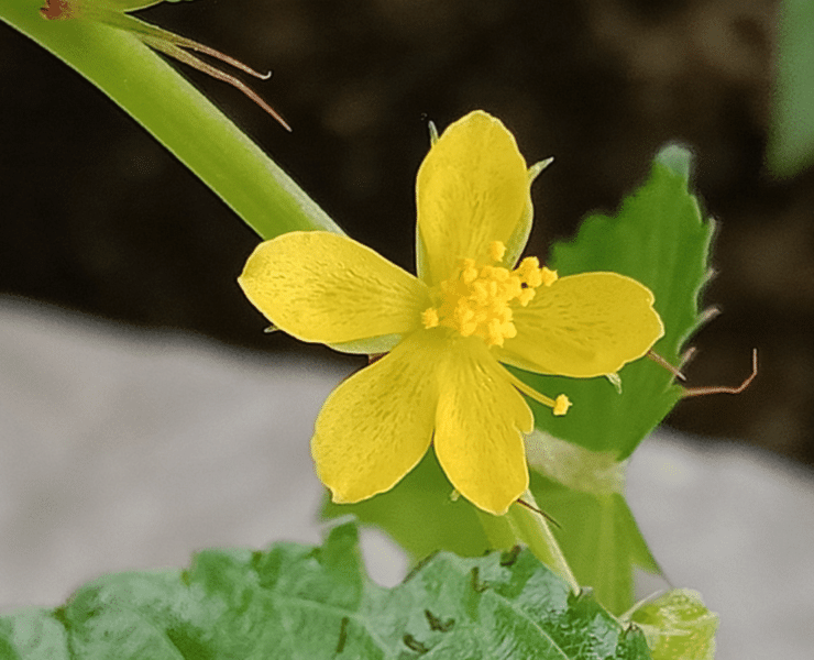 Corchorus olitorius