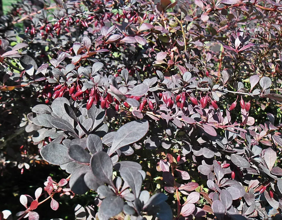 berberys