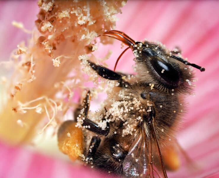 pszczoła pyłek kwiatowy