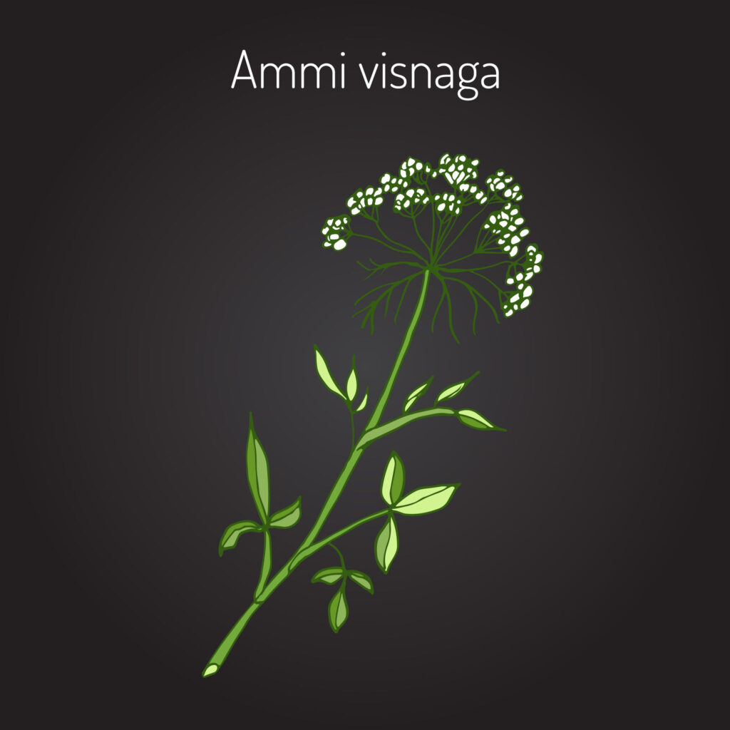 Ammi visnaga