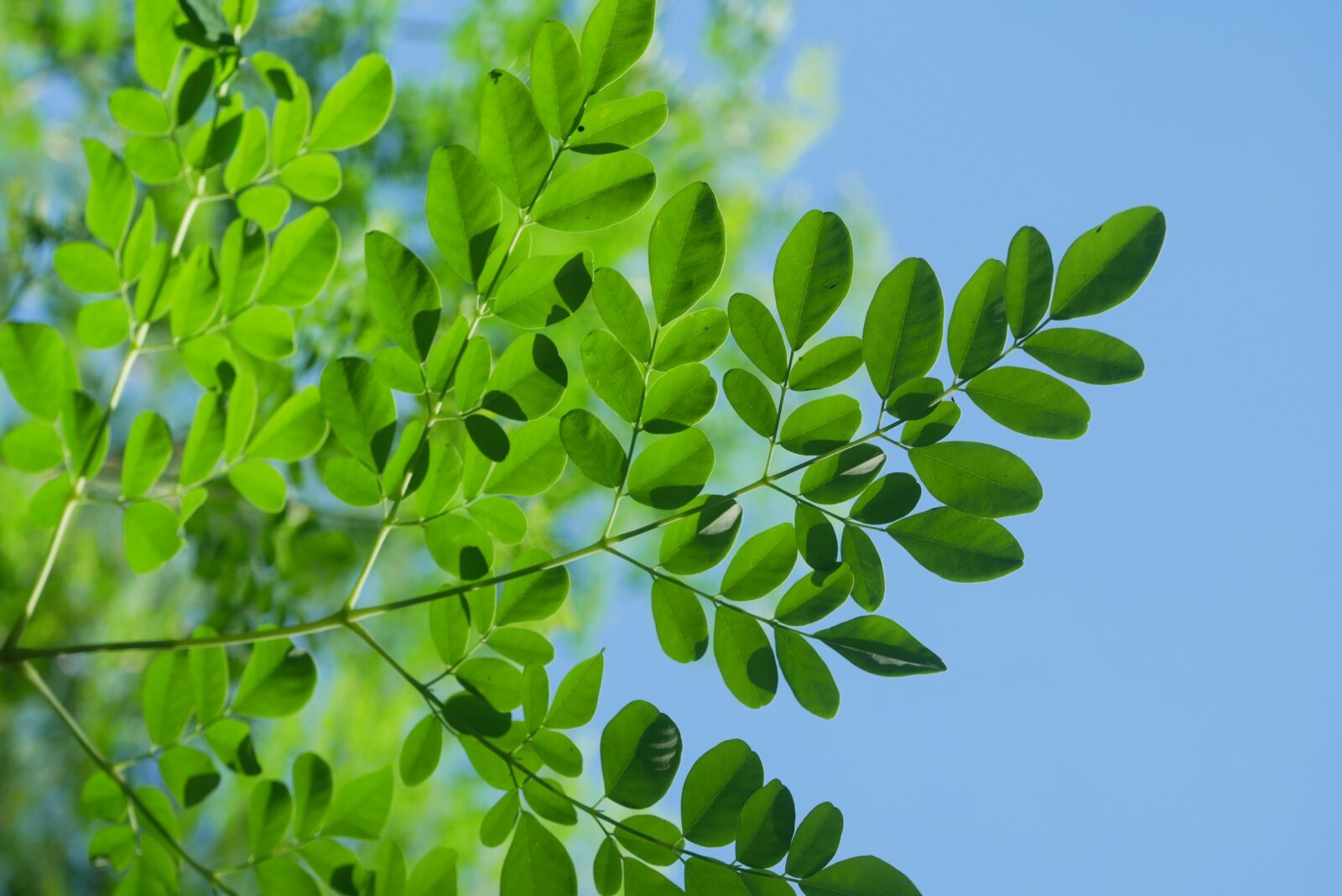 moringa