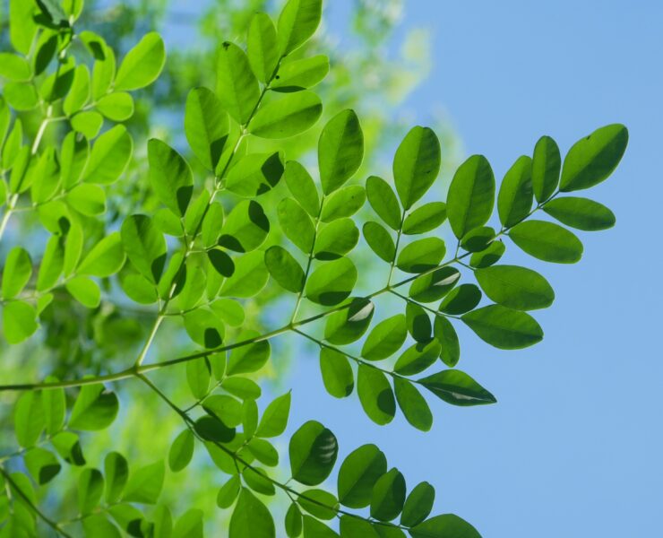 moringa