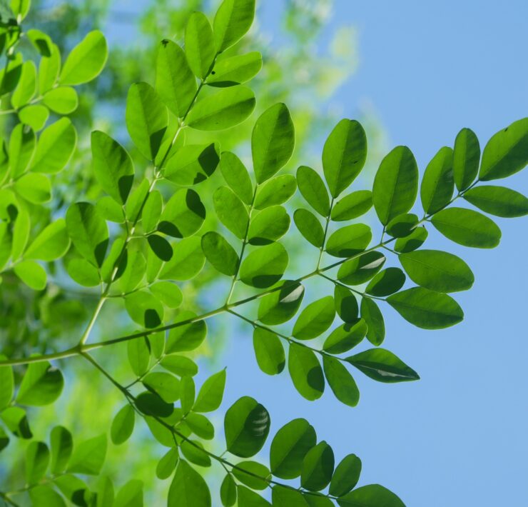 moringa