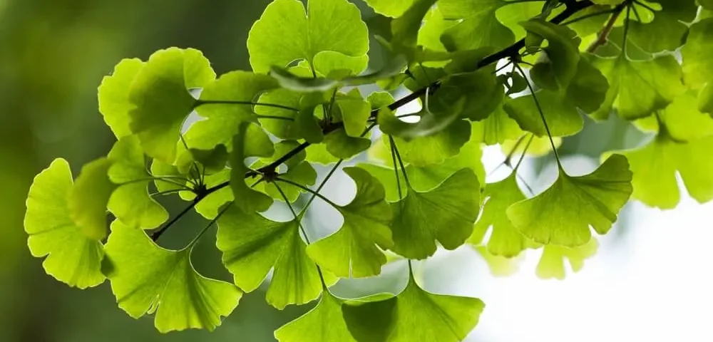 gingko biloba