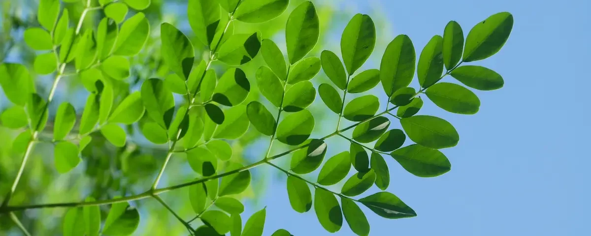 moringa