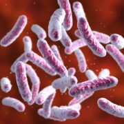 shigella