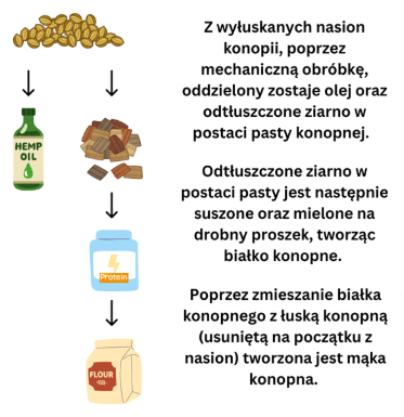 Ilustracja 1. Produkcja oleju konopnego, białka konopnego oraz mąki konopnej z nasion konopi siewnej