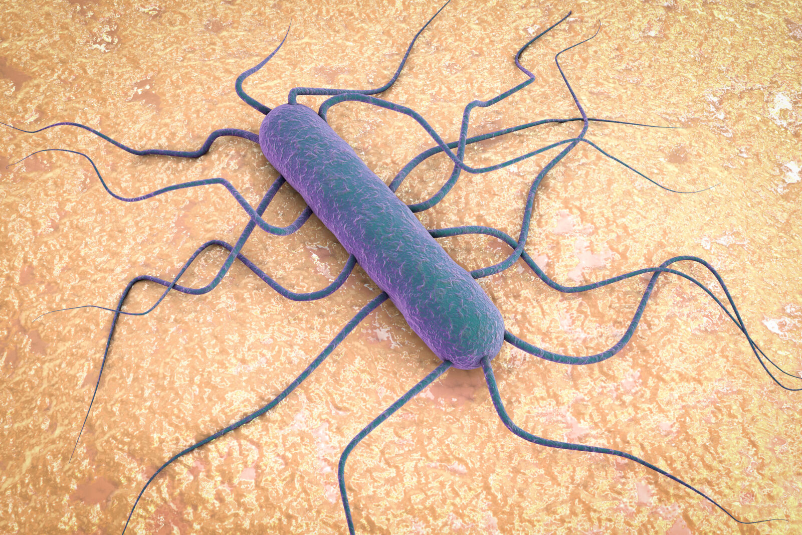 Listeria monocytogenes