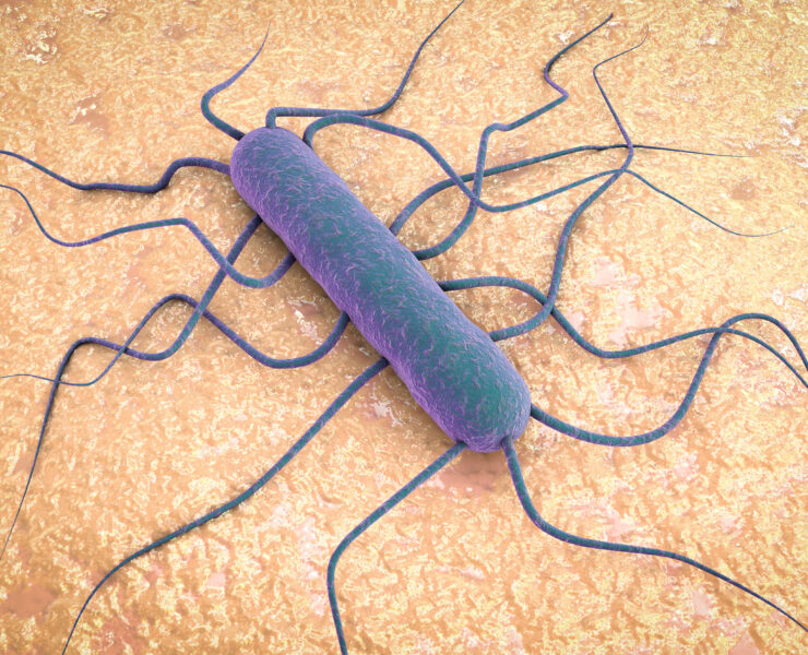 Listeria monocytogenes