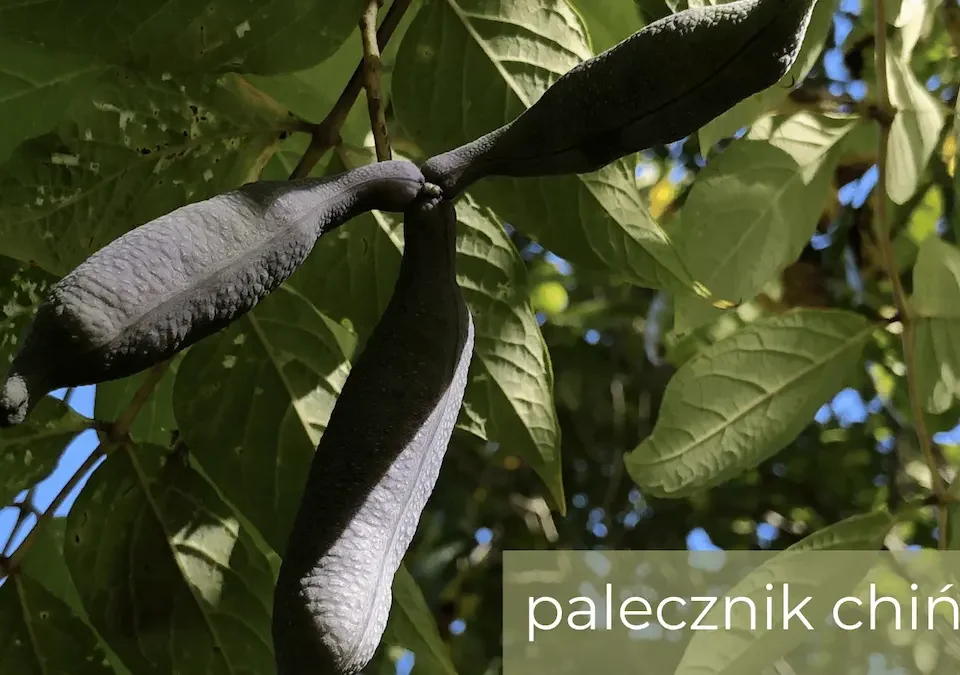 palecznik