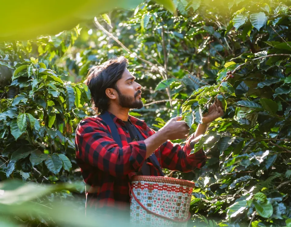 cascara